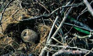 A-hibernating-hedgehog-007