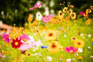Spring-Flowers